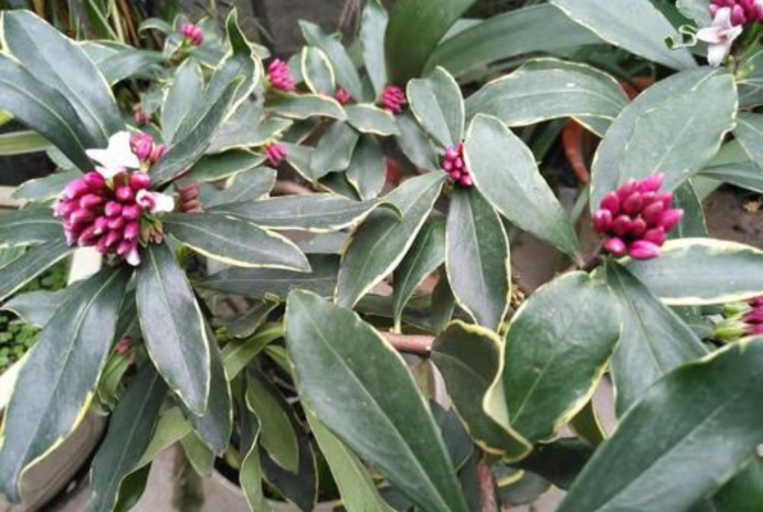 5 kinds of flowers with strong fragrance, keep a pot at home, fragrant