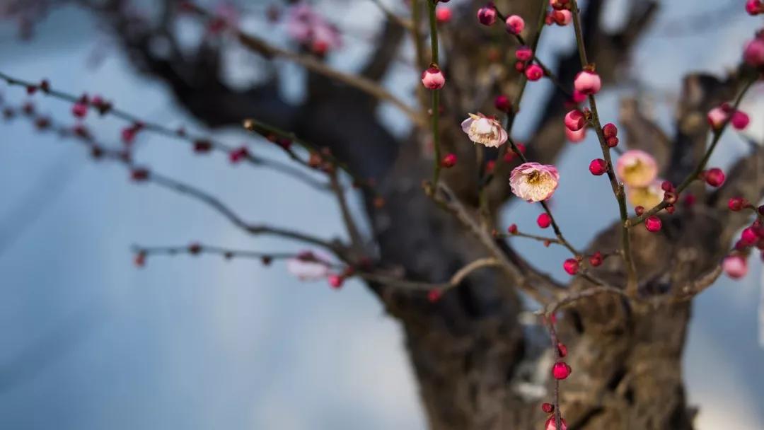 There are flowers in my heart, spring is always in life iMedia