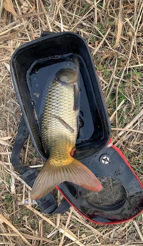 4 reasons why it is difficult to catch big fish iNEWS