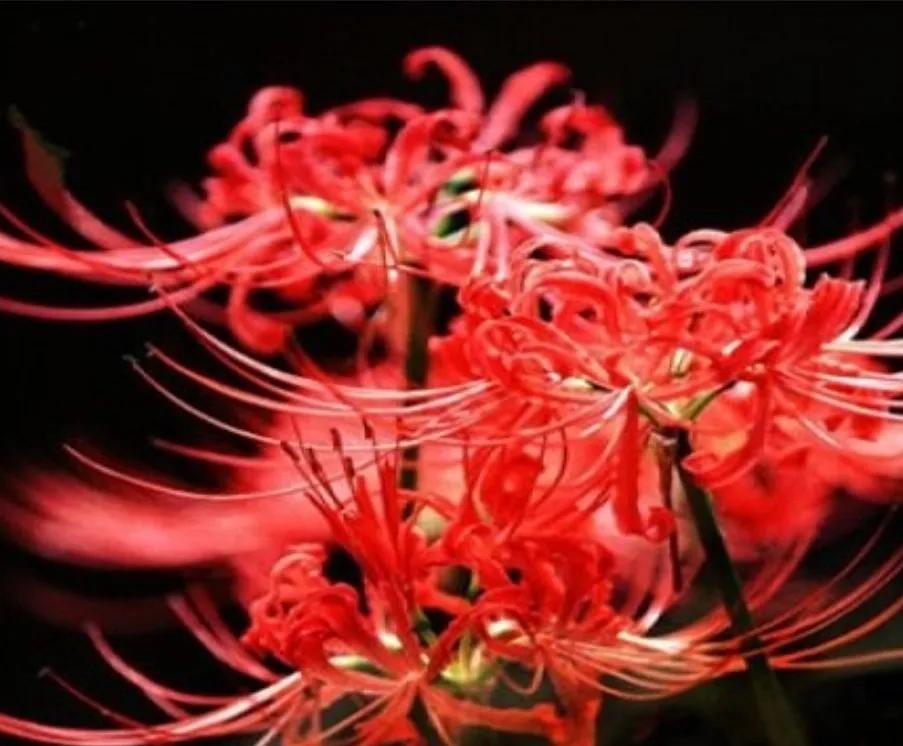 The Four Famous Flowers of the Underworld iMedia