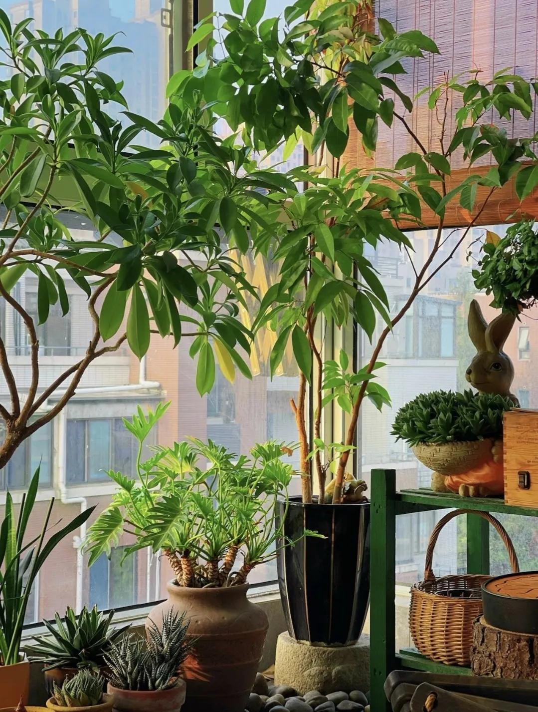 As the saying goes, "5 trees bloom, good things come", if you have one in your home, it is a