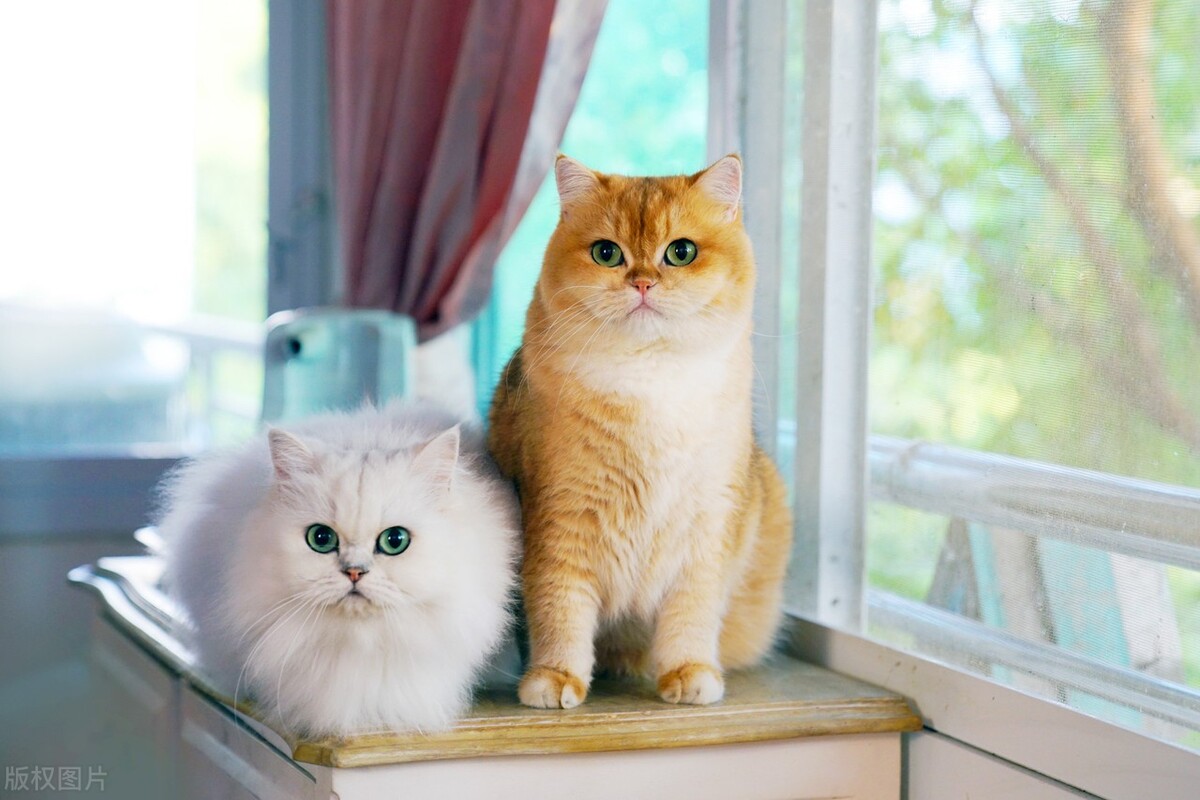 Can you shave cats in summer?What should I pay attention to when