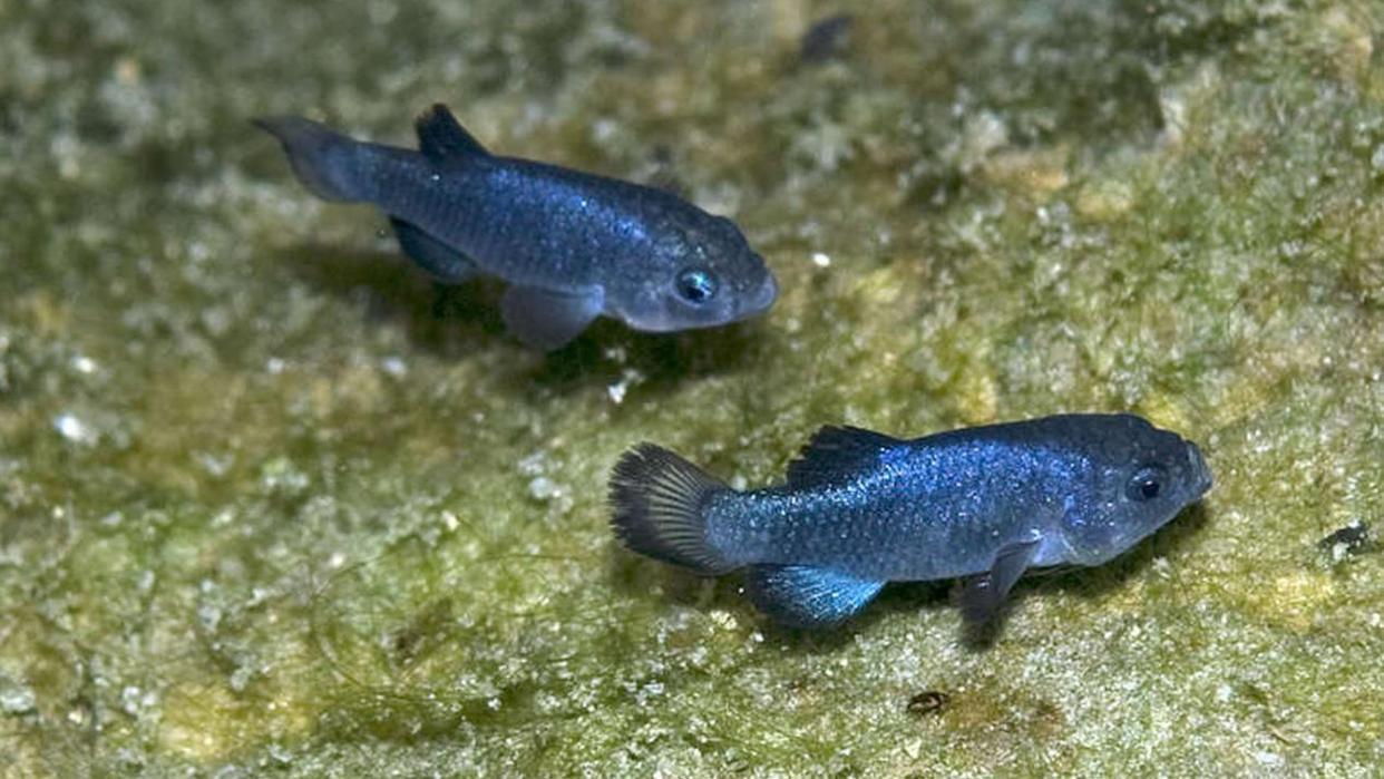 Fish Inbreeding This kind of fish has been inbreeding for 20,000 years, and there are ...