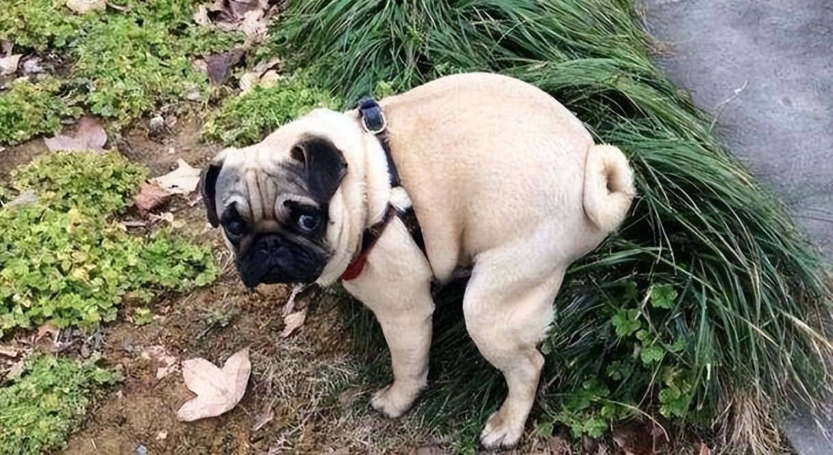 Why do dogs turn in circles before "pulling"? You can't think of these