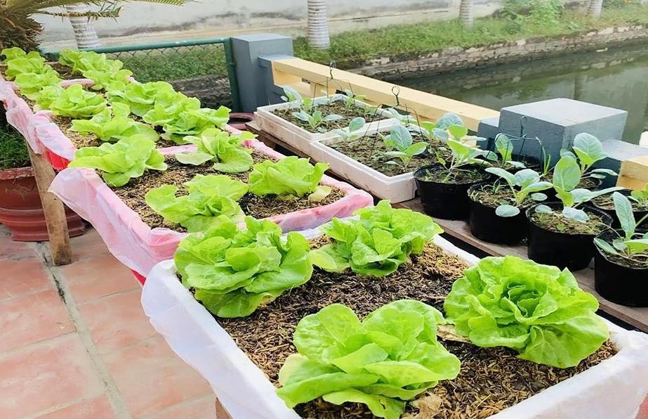 Does growing vegetables in foam boxes really cause cancer? What is the white foam box made of