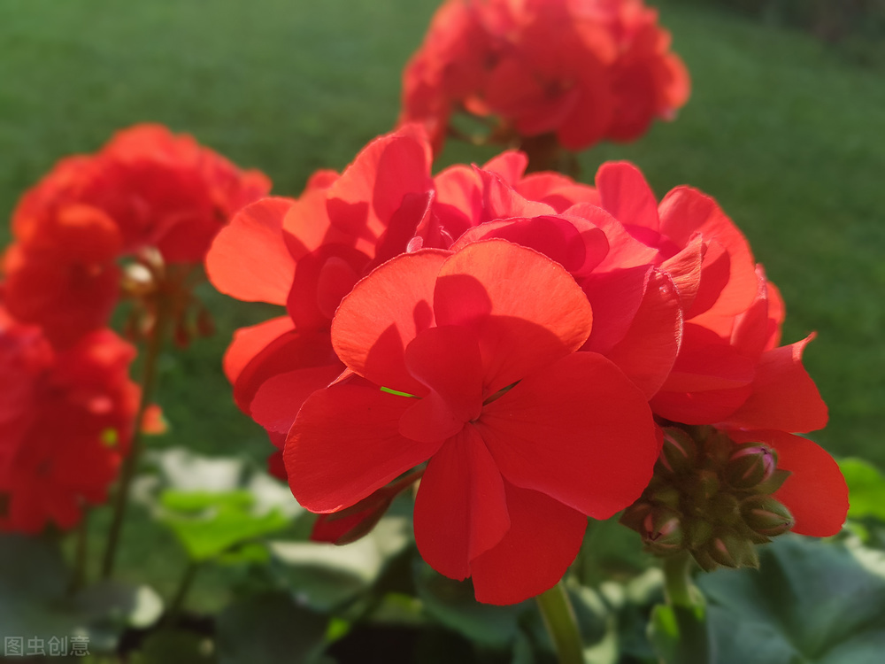 Raising geraniums in September, learn to turn 1 to 1 to warm, 2 to 1 to ...