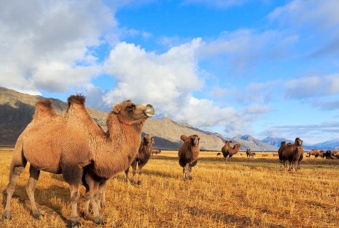 Camels how they survive, reproduce and communicate in the desert - iNEWS