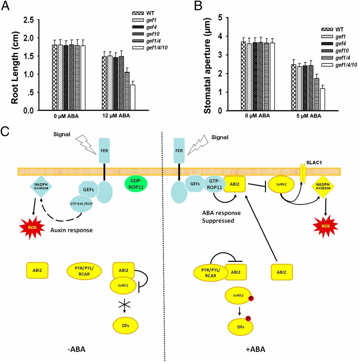Genetic and biochemical analysis of the interaction between Arabidopsis ...