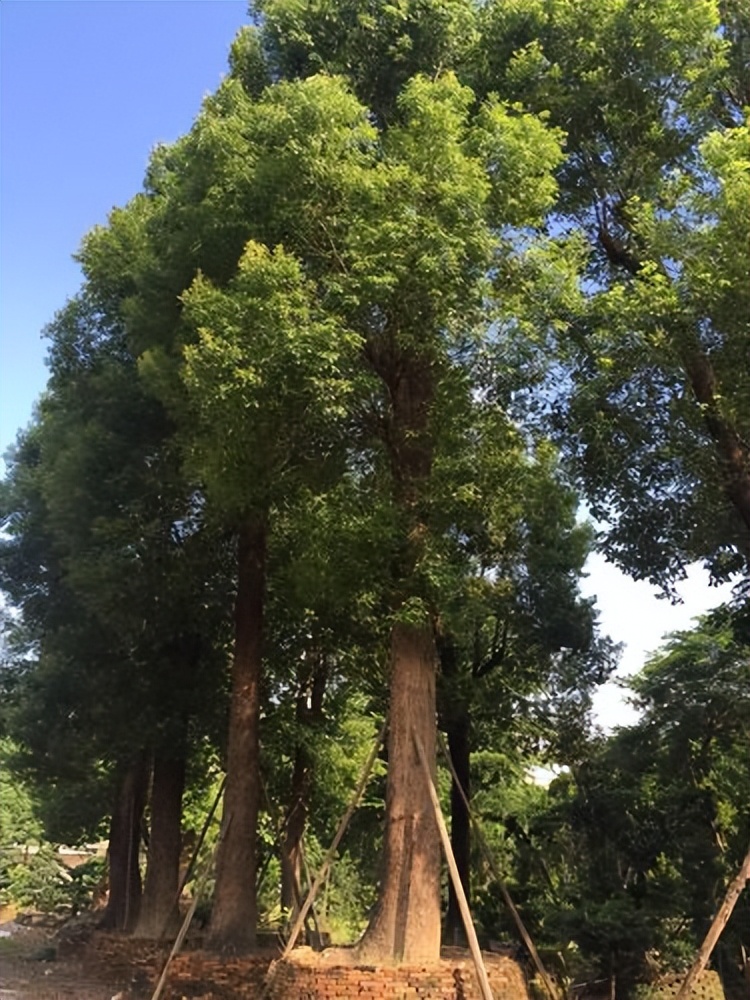 Camphor Tree The Mystery of the Magical Aroma of Plants! iNEWS