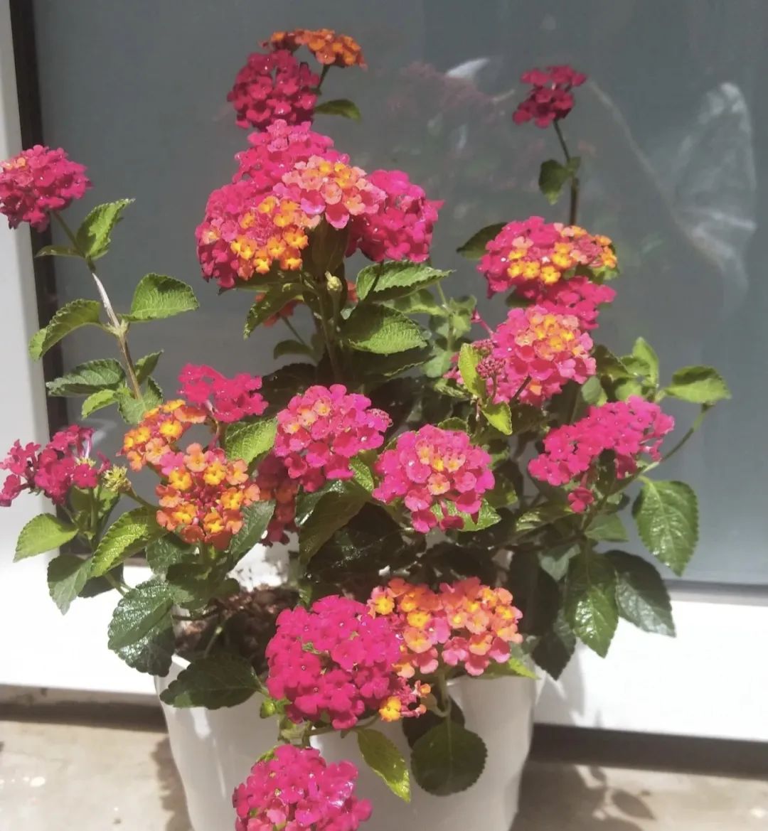 10 kinds of flowers are "unlucky" to grow at home, no matter how much