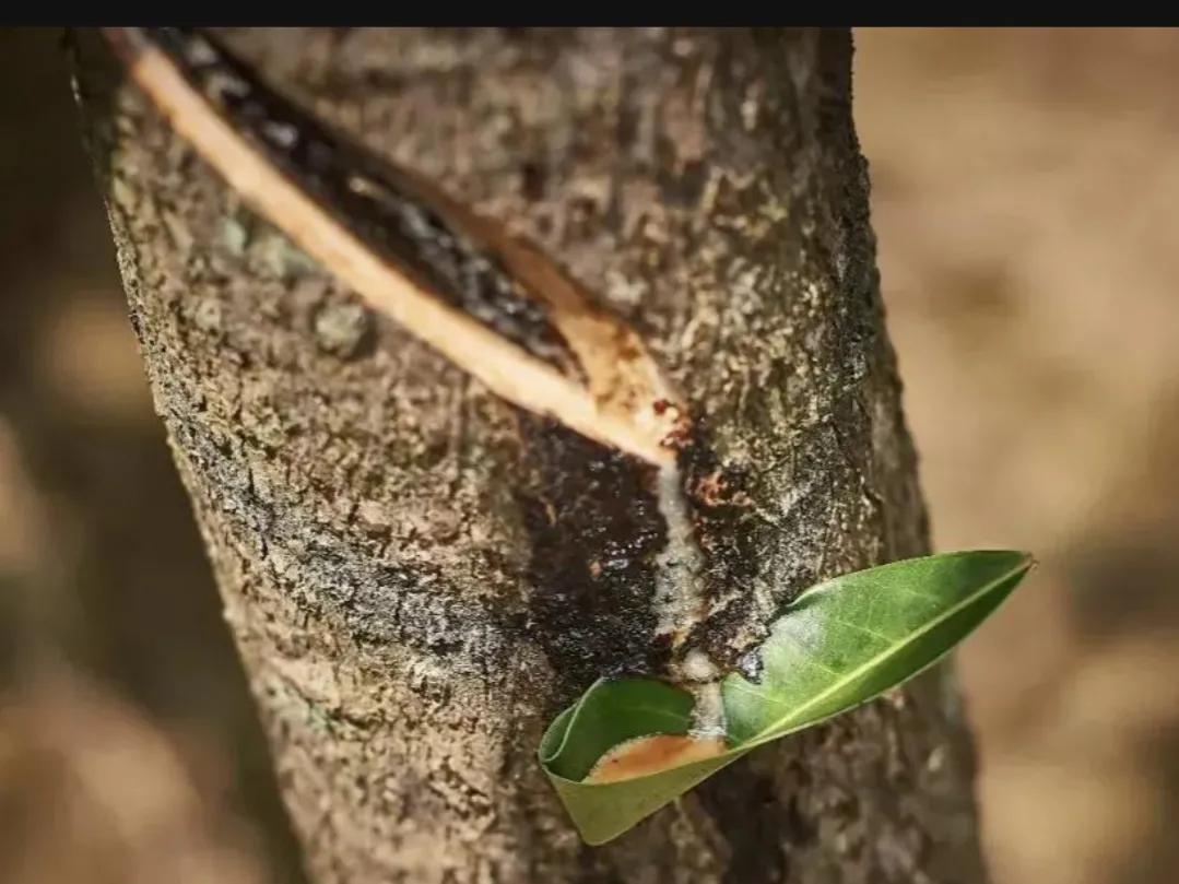 biting sumac - iMedia