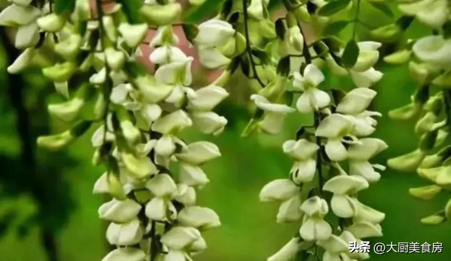 In spring, eat more of this wild game, it is more delicious than