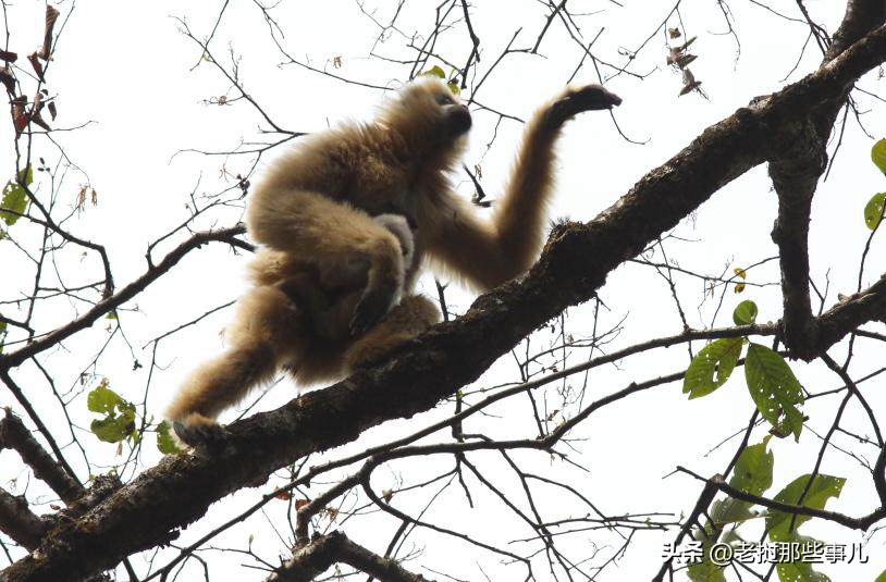 The black crested gibbons in Laos can't tell the pain, and the entire