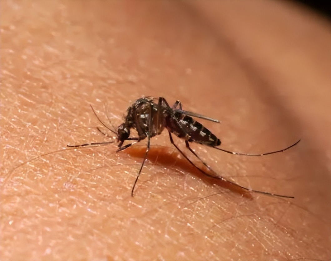 What kind of blood do mosquitoes like to suck?Scientists find the