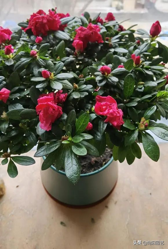 Why don't rhododendrons bloom?When I bought it, it burst open and left