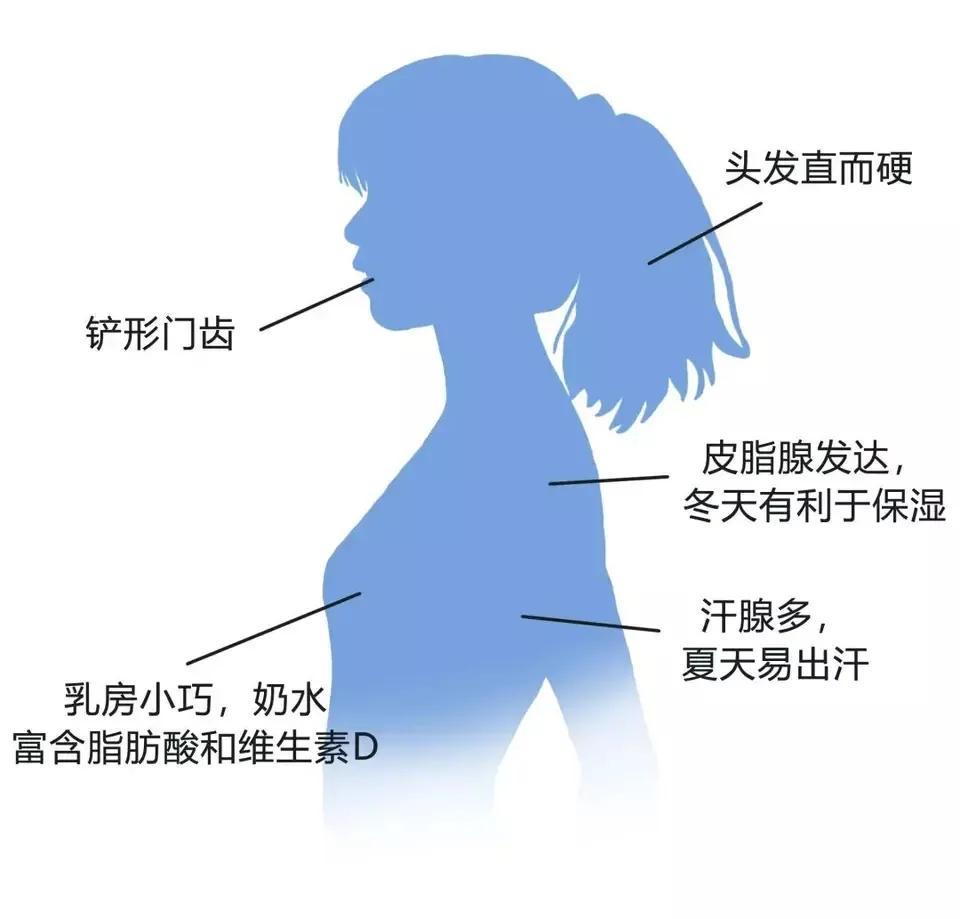 Chinese shovelshaped incisor gene reveals origin mystery iNEWS