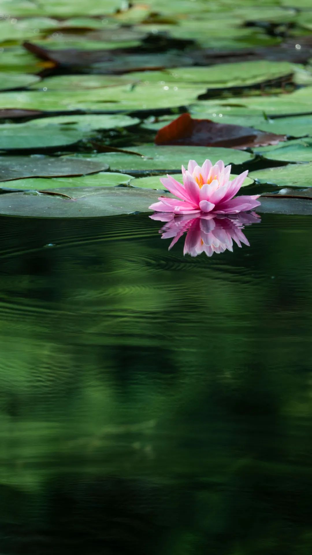 So beautiful!This scene in the Botanical Garden of the Sui and Tang ...