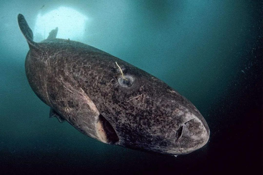 The "sleeping shark" that can live for 500 years! The body length is