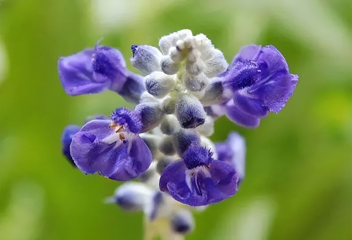 How much does clary sage, which is often mistaken for lavender