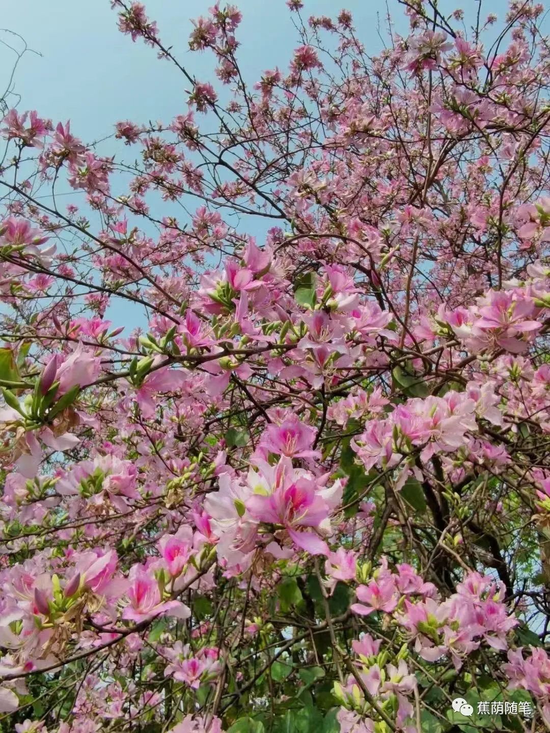 Qiushi Prose: Whispers Of Spring (Recitation: Xuefeng) - IMedia