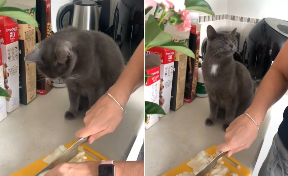 The owner cuts the onion and the cat "persistently supervises tears" is