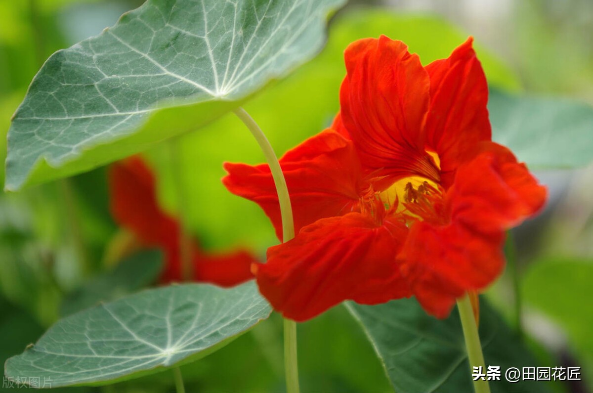 When nasturtium planting encounters the situation of leaves wilting and stems turning into water