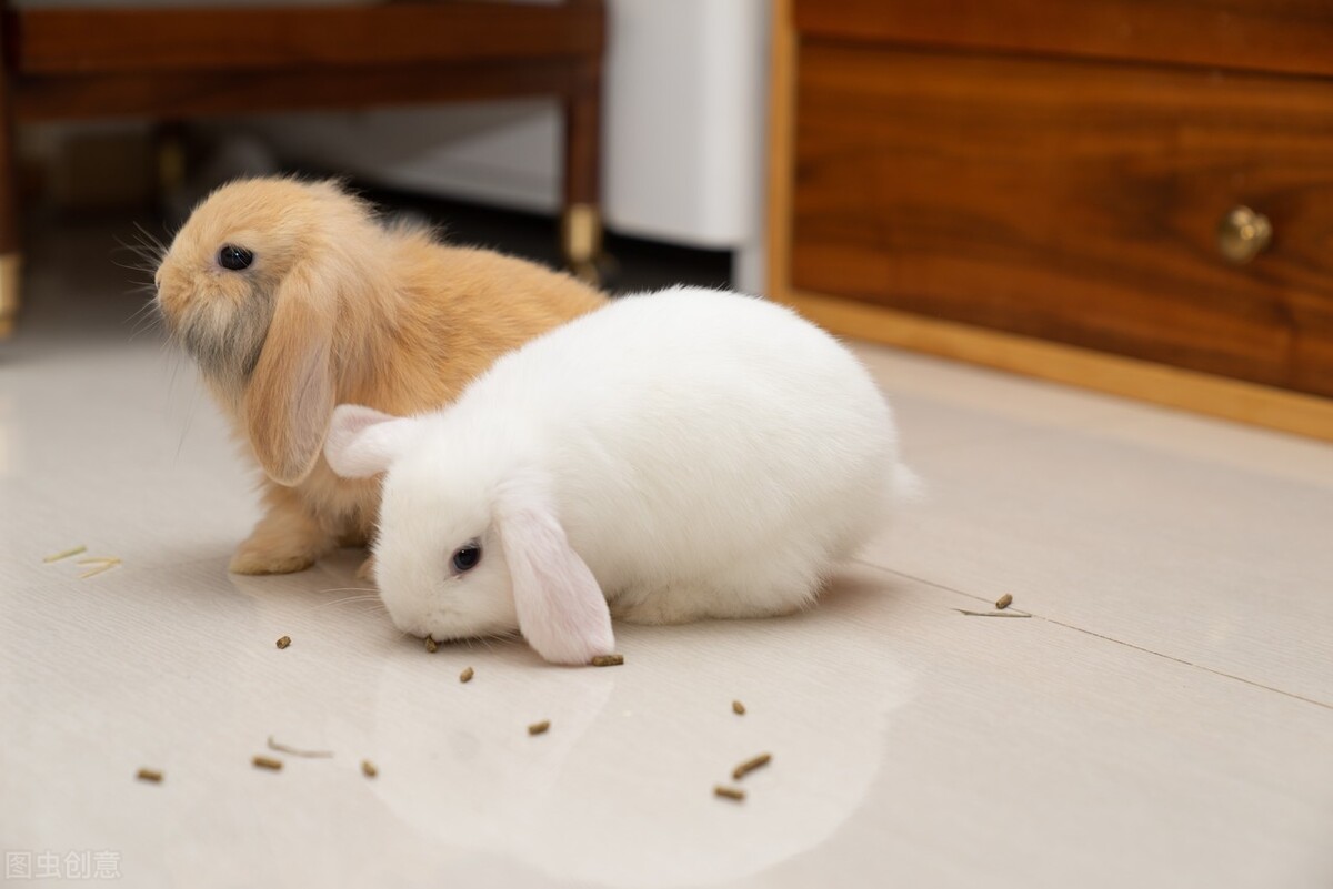 What kind of medicine do rabbits have white sticky nose for? iNEWS