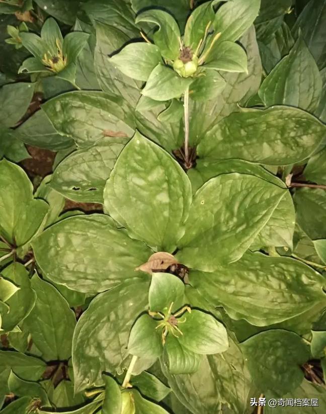 The rare plant Yunnan Baiyao: from traditional medicine to cultural ...