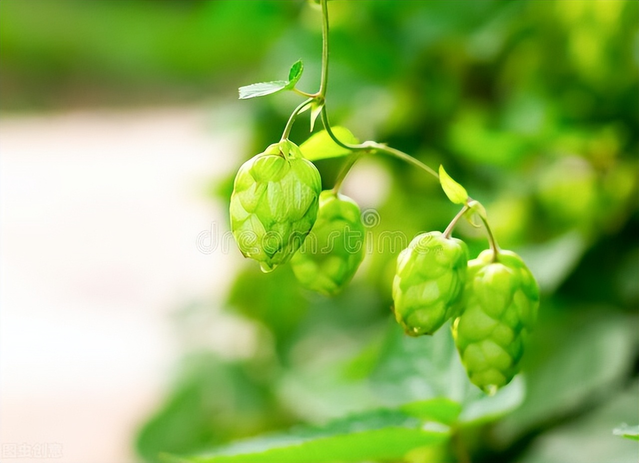Can hops prevent hair loss? iNEWS