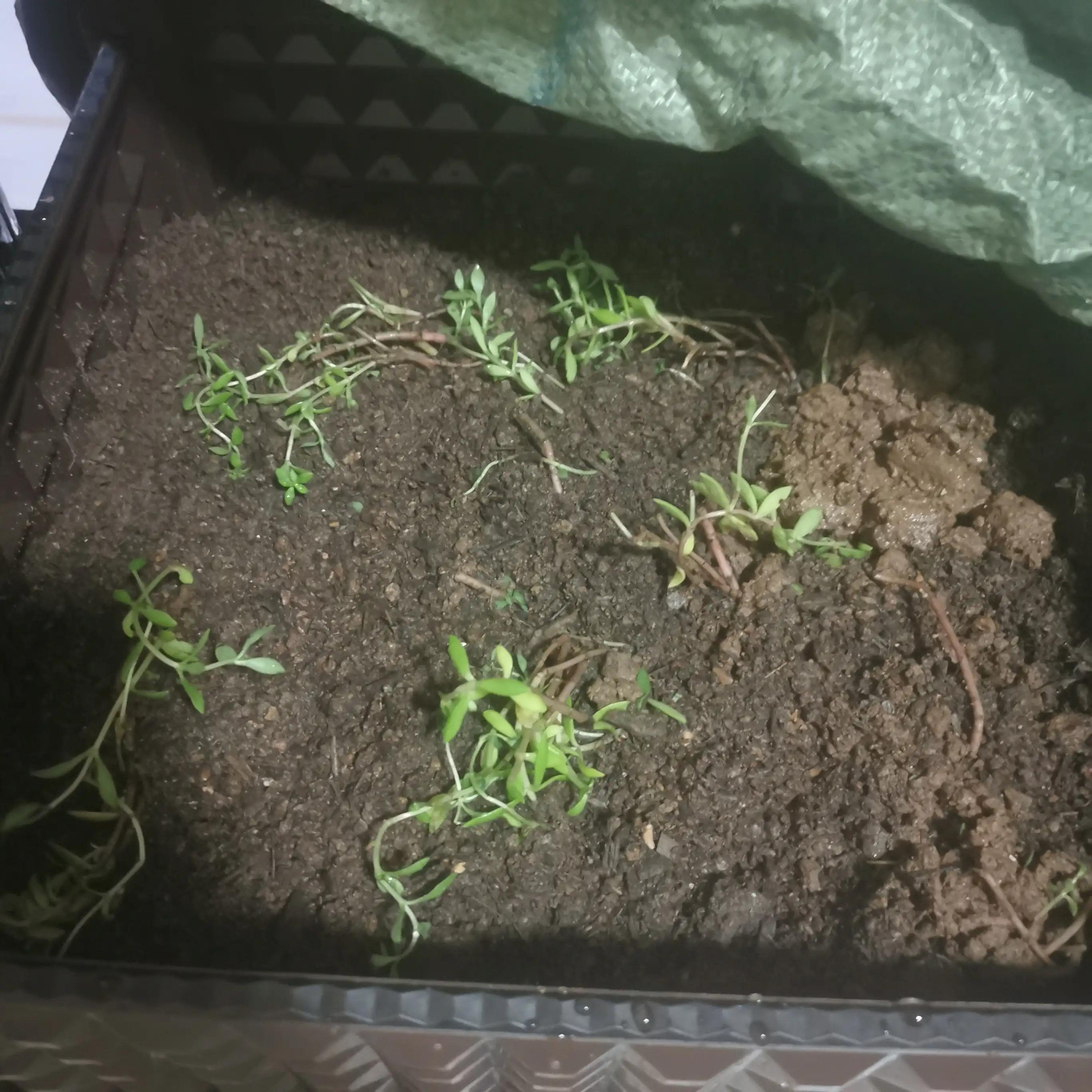 Weeping pot grass planting iNEWS