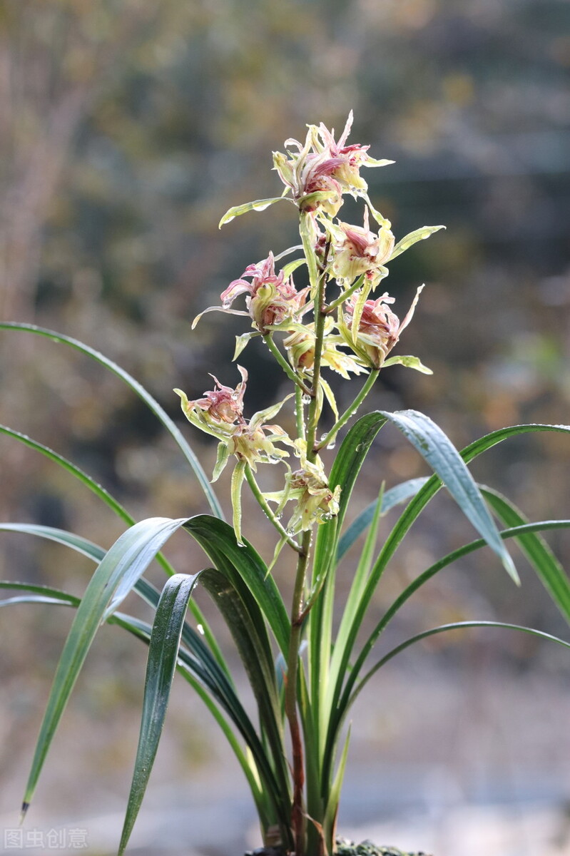 Cold orchid care tips iNEWS