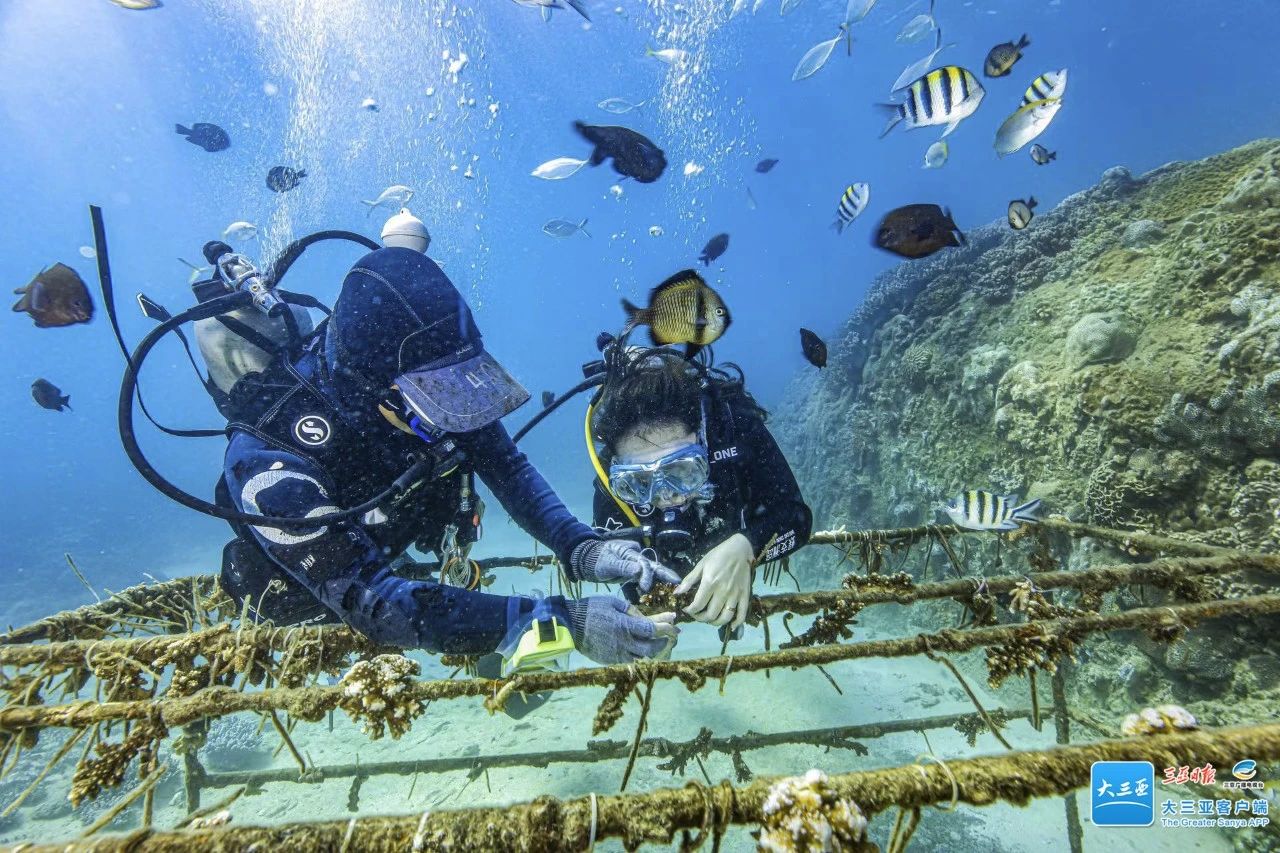 "Standard + specification"! Diving in Sanya is also great! iNEWS