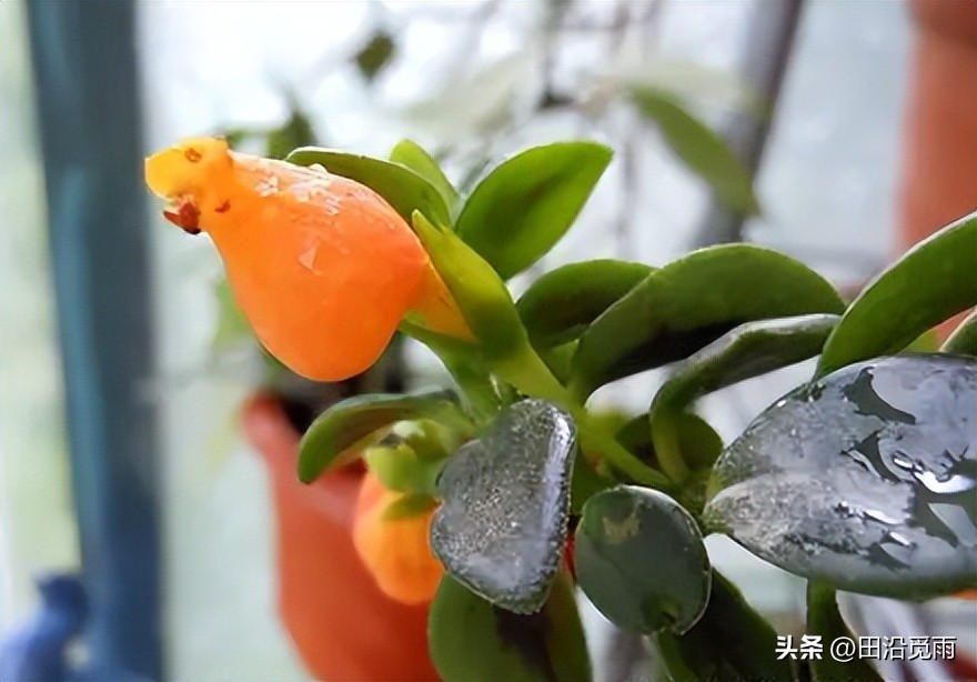 Goldfish Chlorophytum does not bloom, how to judge the reason? Do these