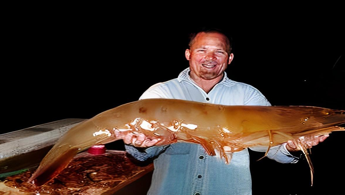 The invasion of Asian black tiger shrimp has made the United States ...
