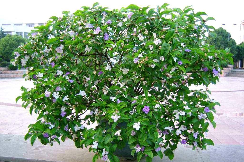 A flower that makes people love and hate—Mandarin duck jasmine can be