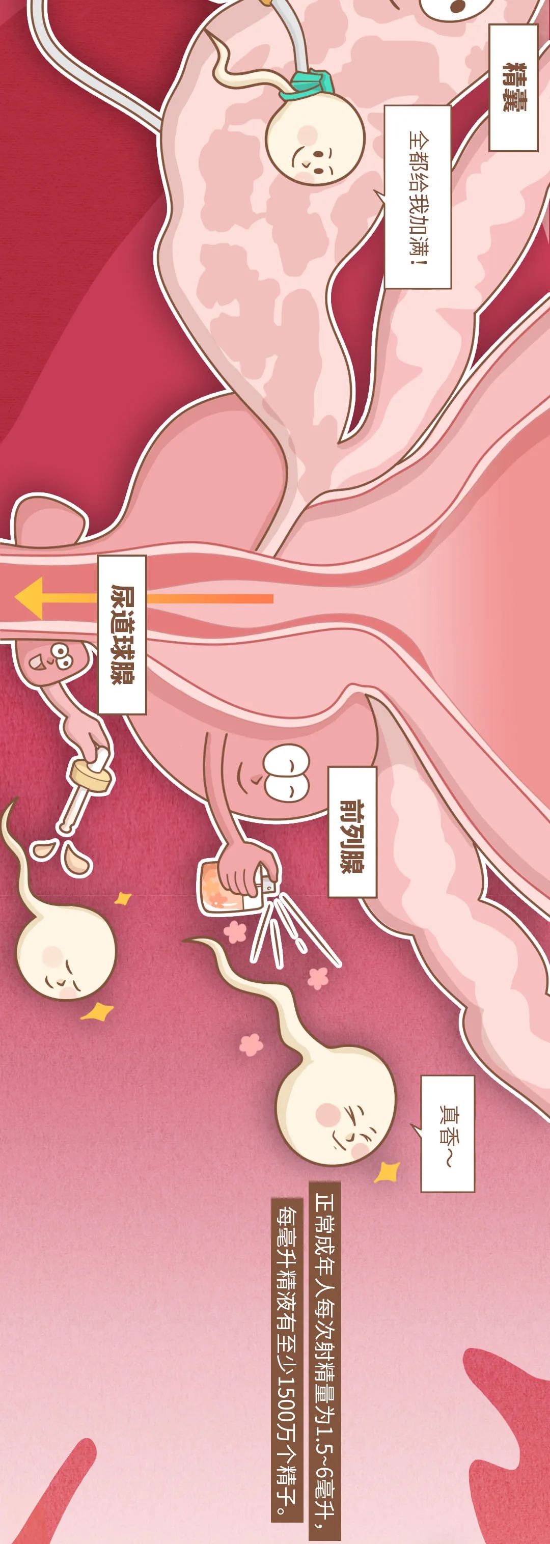 How long can sperm survive outside the body? iNEWS