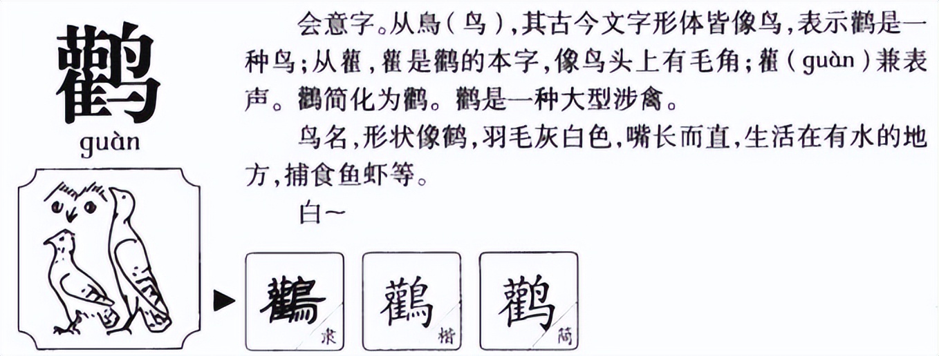 禿鸛怎麼讀?禿鸛的讀音和意思 - 頭條匯