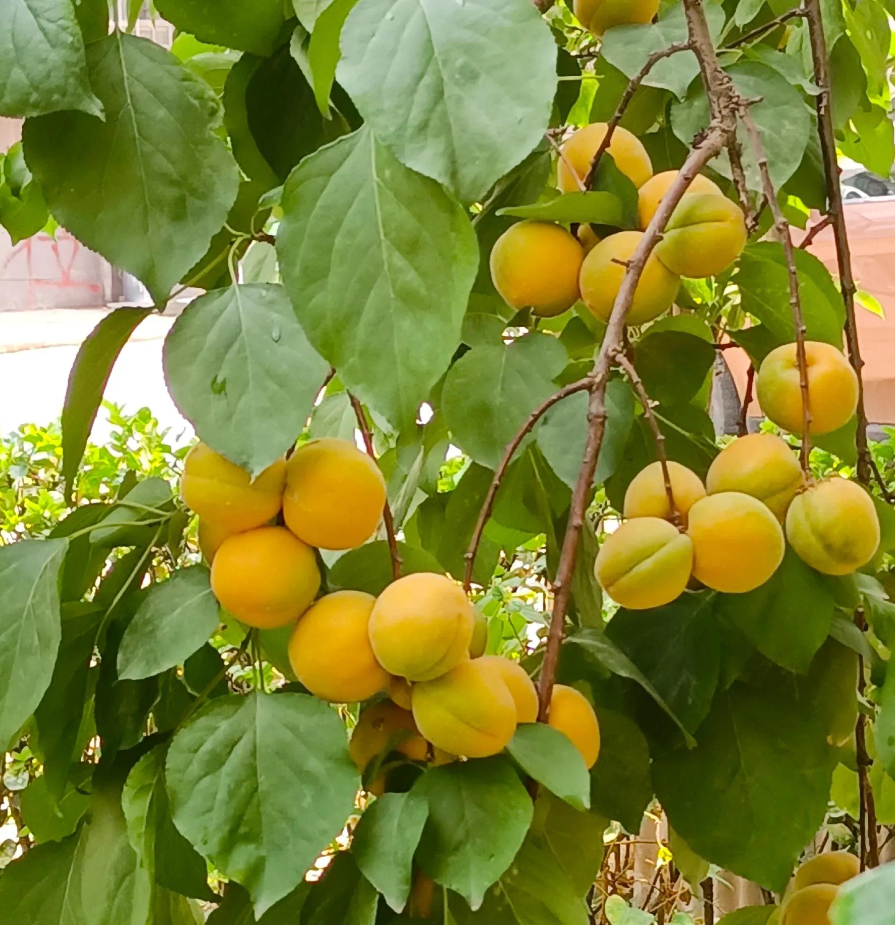 The wind blows the apricots off at night, and the apricot meat is used