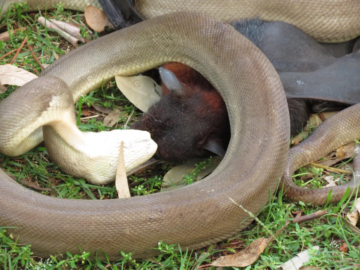 Olive python, a sturdy creature from Australia - iNEWS