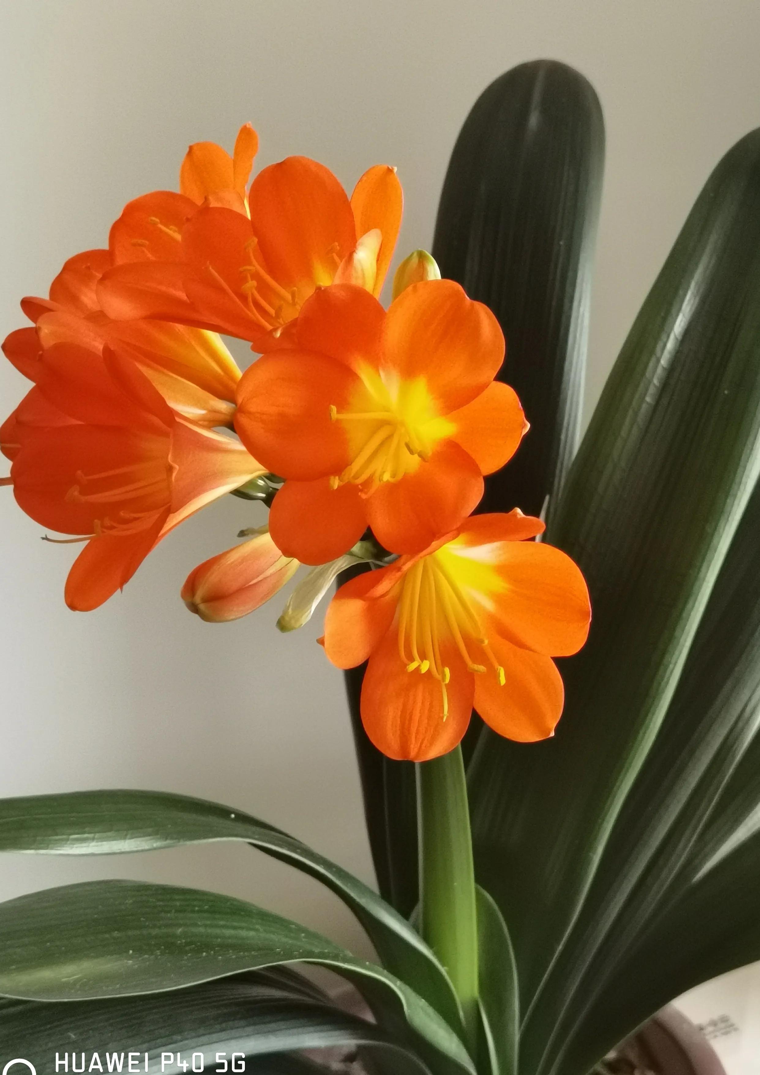 Clivia blooms - iNEWS