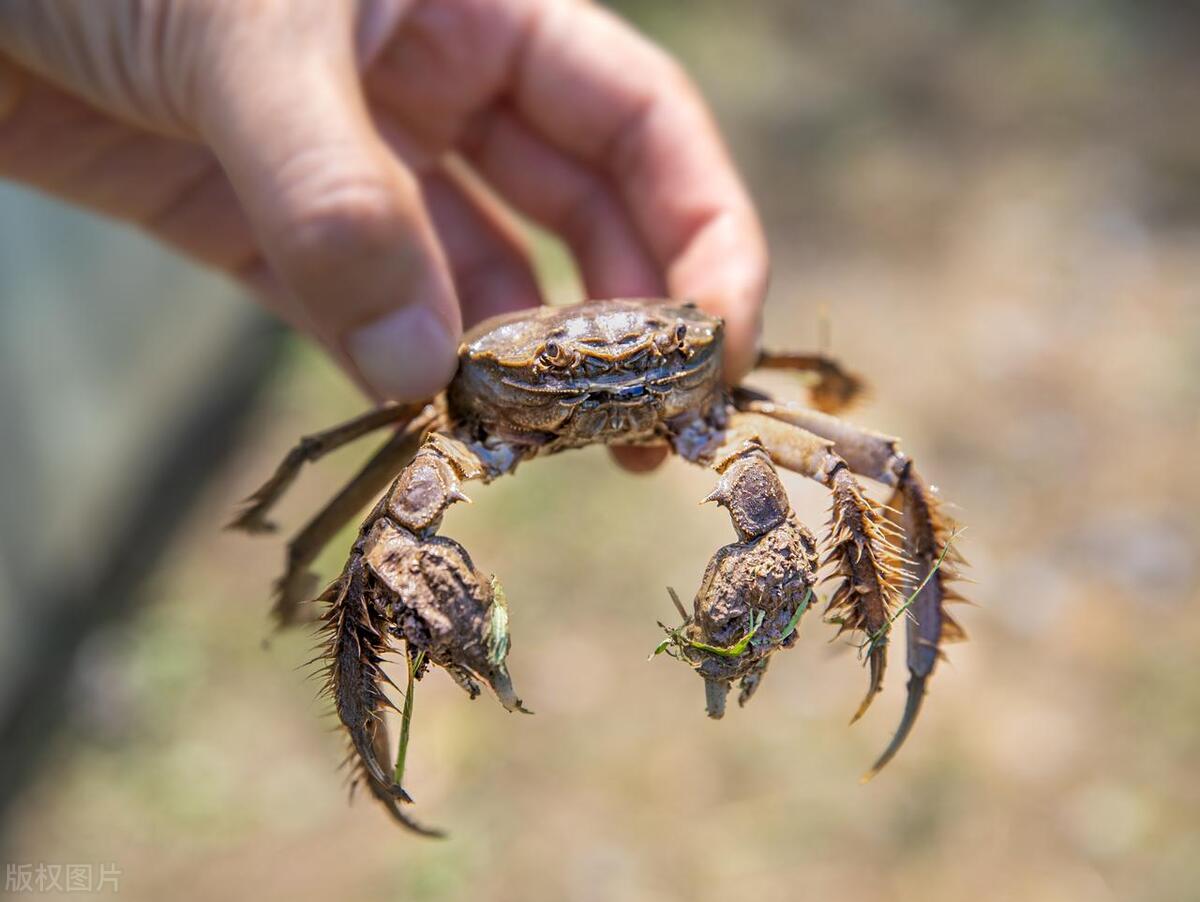 Where are the gills of the crab, on the sides of the body or inside the