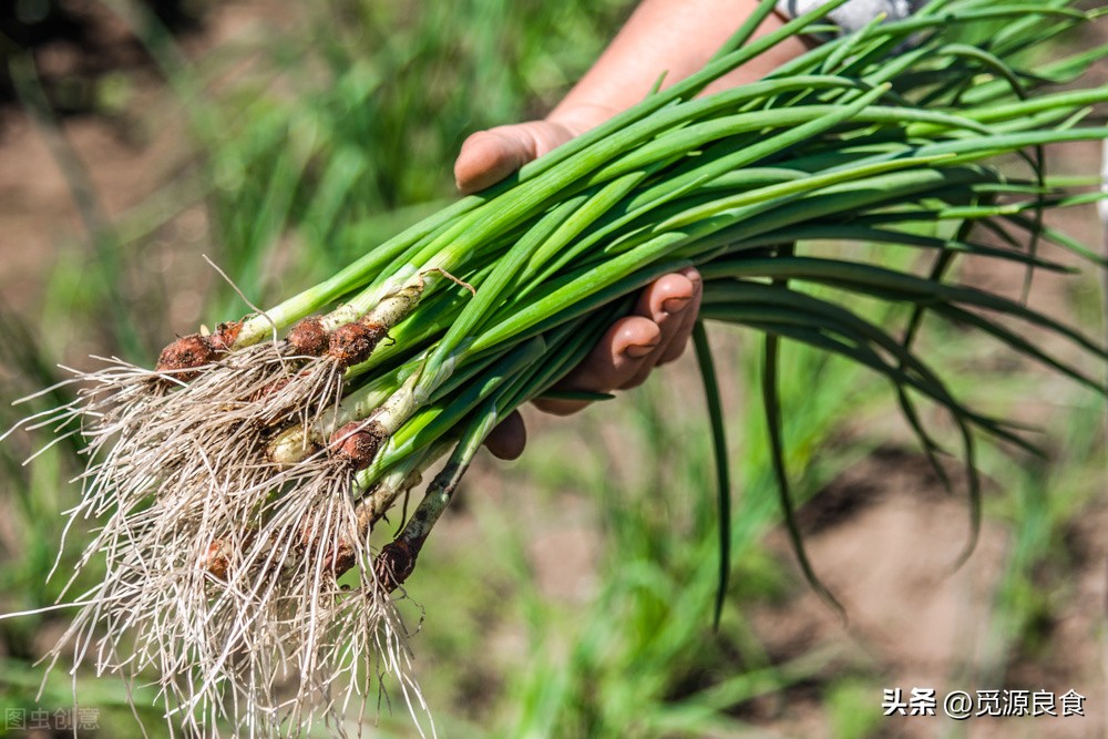 Storing green onions it's a mistake to put them on the ground!Teach