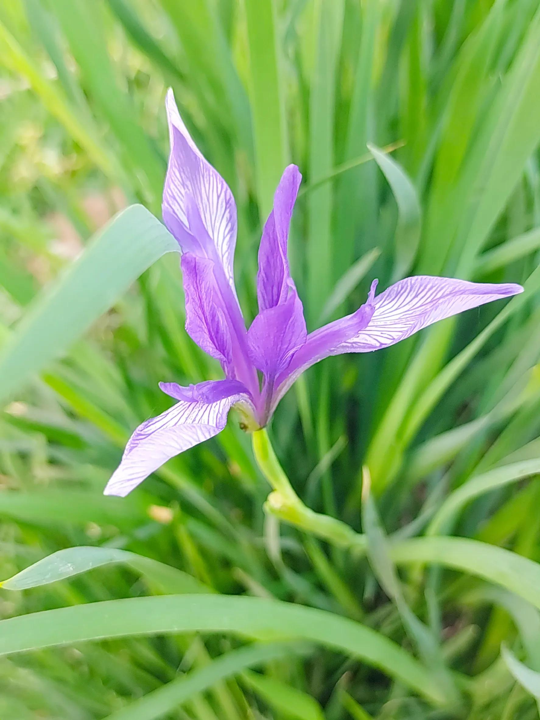 Iris flower, beautiful, lovely, beautiful, moving, thanks for the gift
