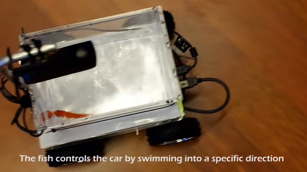 Goldfish That Can Drive: Why Scientists Teach Fish to Navigate in ...