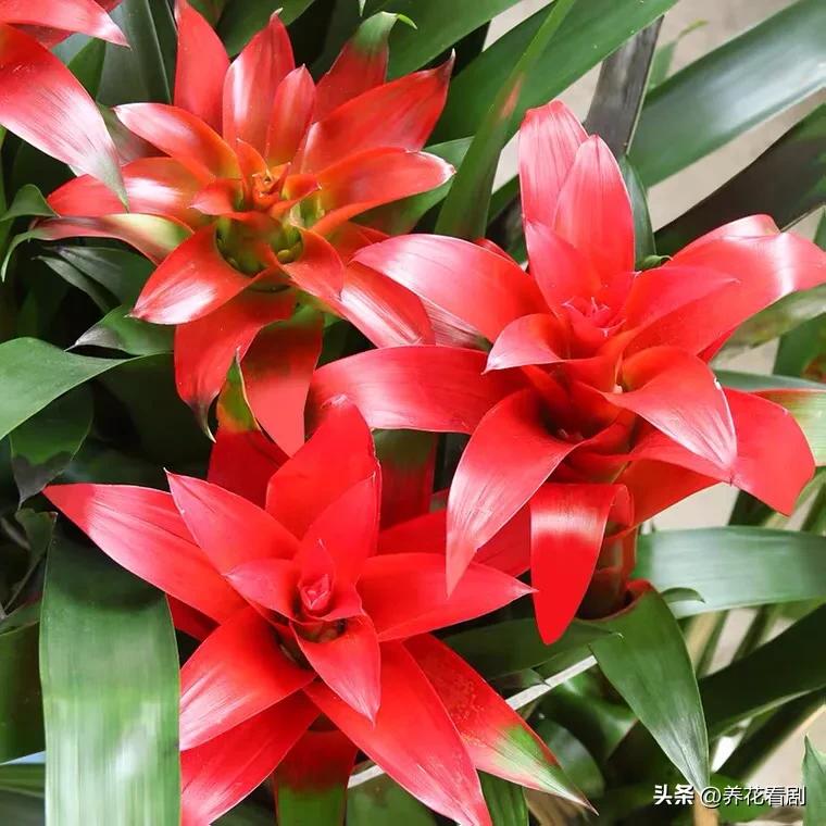 Pineapple good luck, prosperous, meaning auspicious, goodlooking and