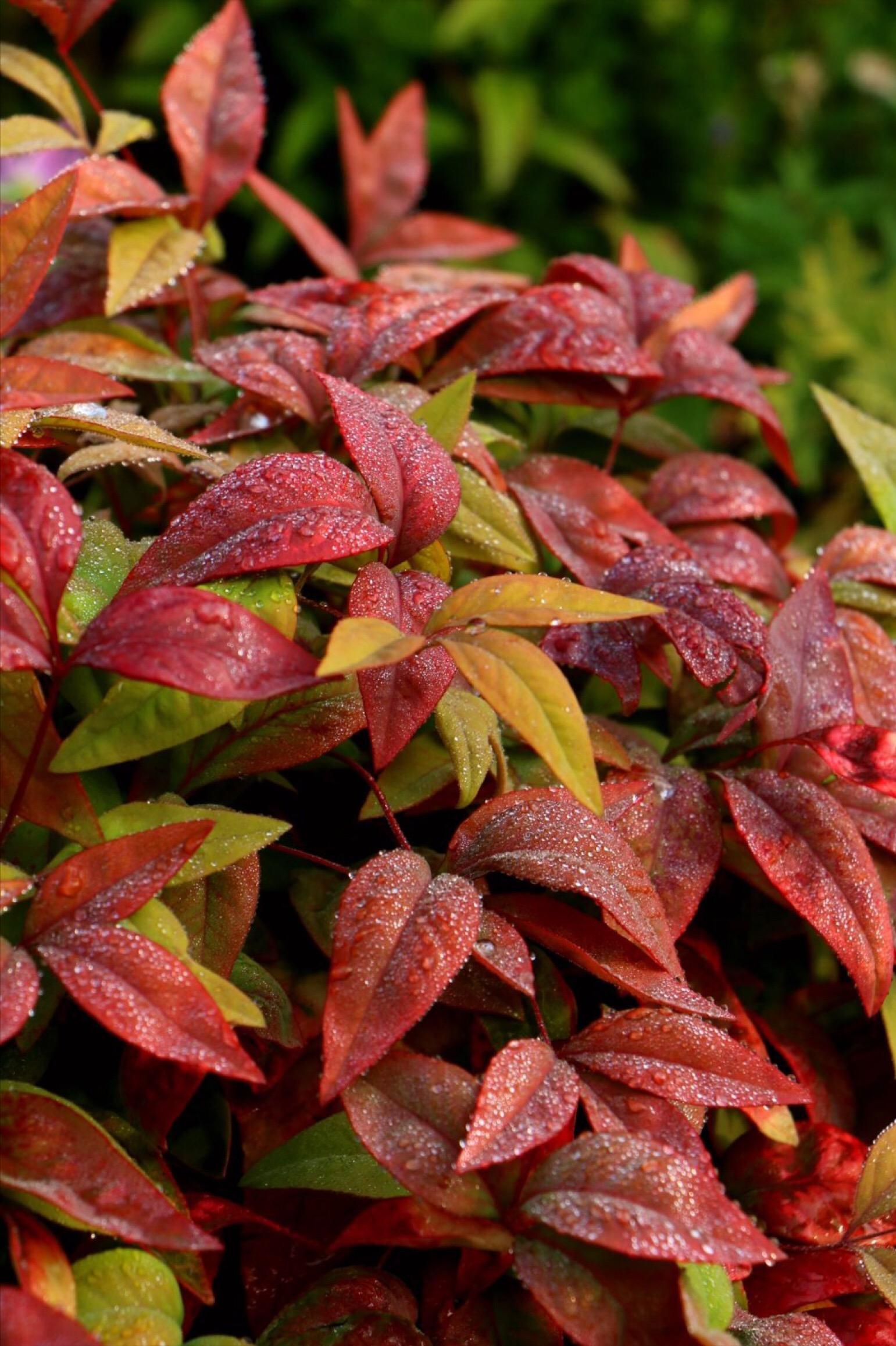 50 Common Garden Plants - Nandina - iNEWS