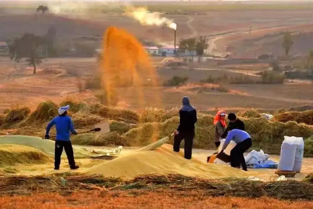 The advantages of millet as a national grain reserve iNEWS