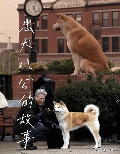 Hachiko The Emotional Exploration and Social Significance of the