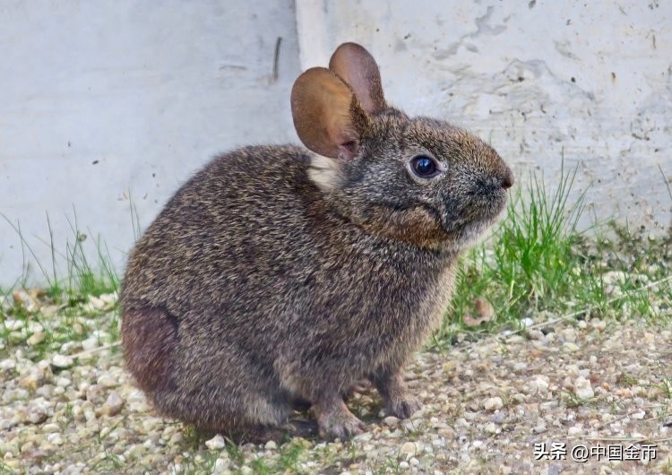 Coin View Rabbit Family (Part 2) - iNEWS