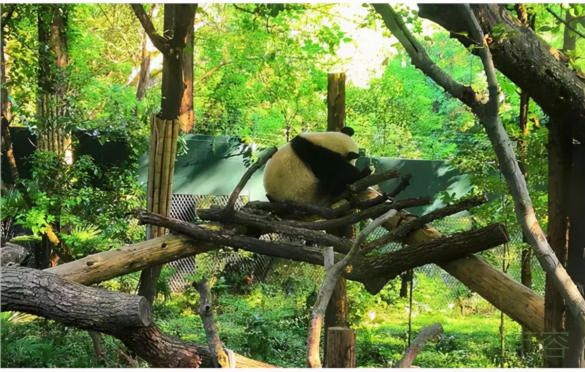 Shanghai Zoo vs. Penguin Room Exhibition Area - iNEWS